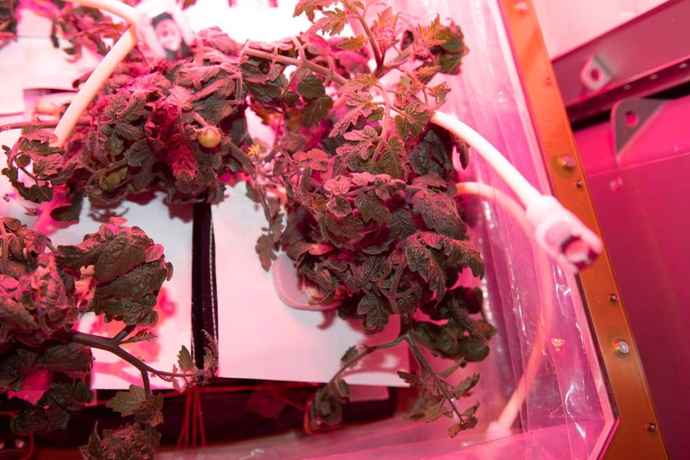 Dwarf tomato plants under pink light in the Veggie facility aboard the ISS.